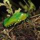 Image for article titled Rodents of Unusual Size Found in Volcanic Lost World